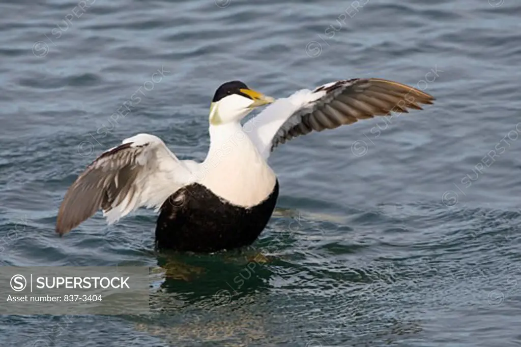 Common eider (Somateria mollissima) flapping its wings in water