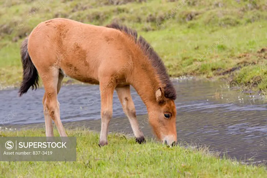 Icelandic horse colt grazing at the riverside