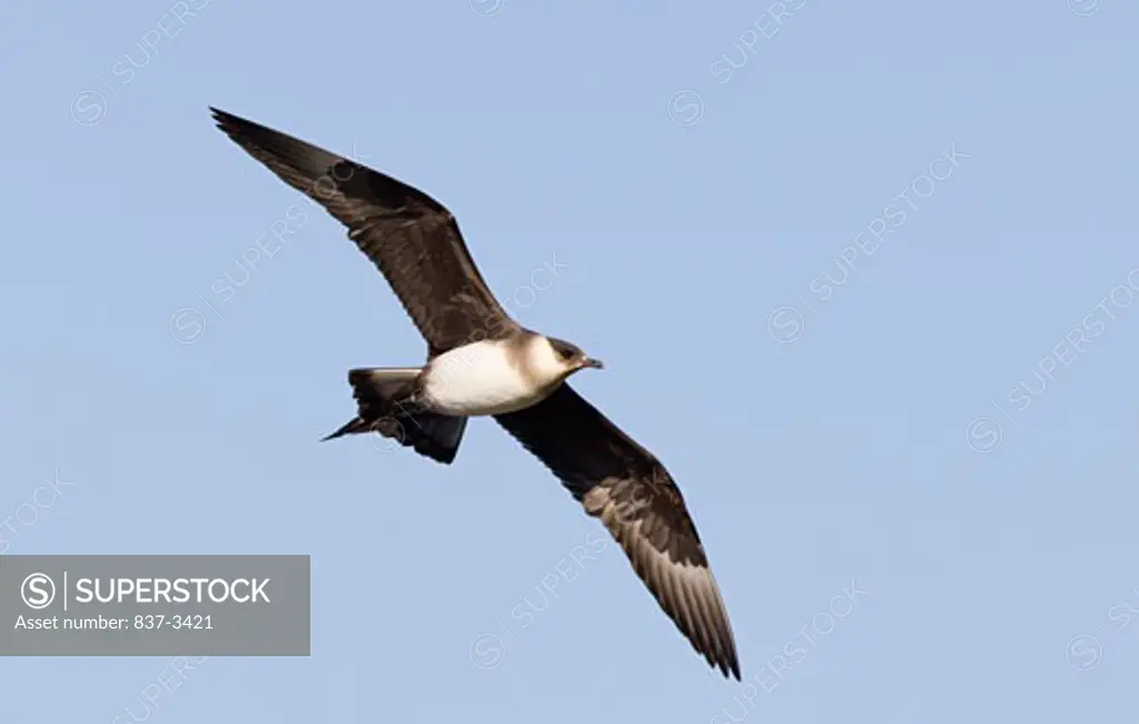 Low angle view of an Arctic skua (Stercorarius parasiticus) in flight