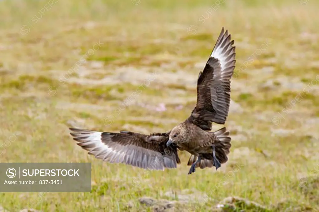 Great skua (Stercorarius skua) landing in a field