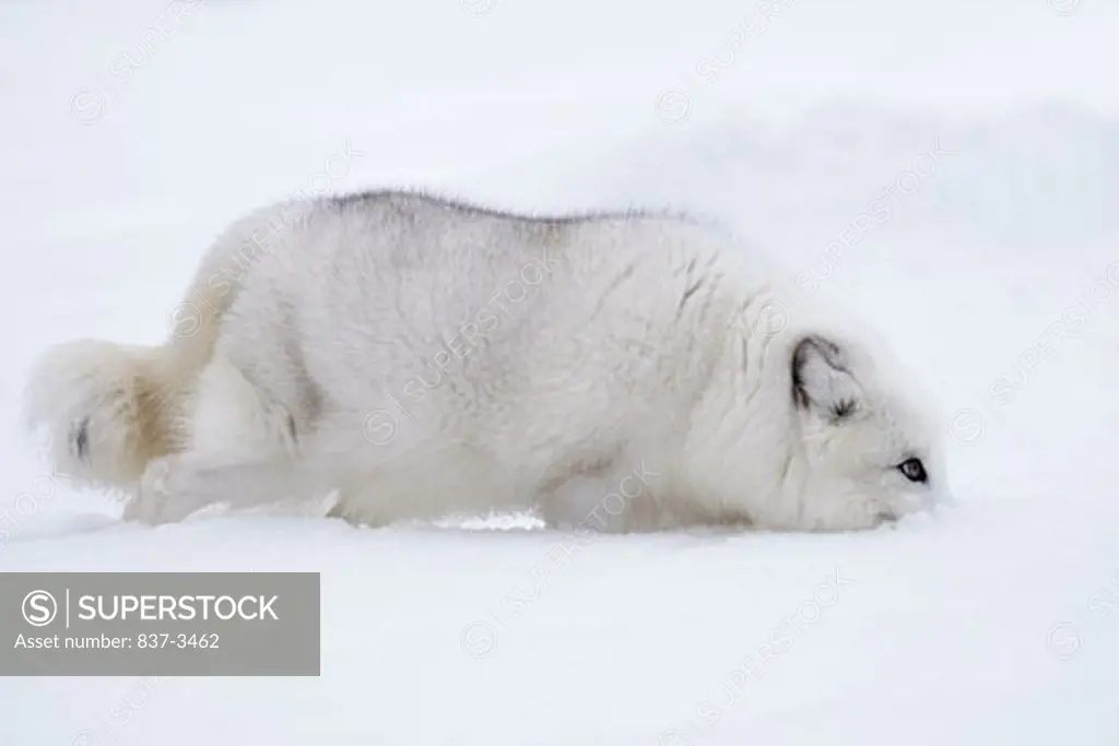 Arctic fox (Alopex lagopus) digging snow with its mouth