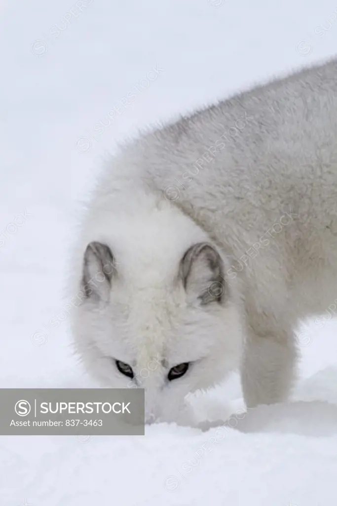 Arctic fox (Alopex lagopus) digging snow with its mouth