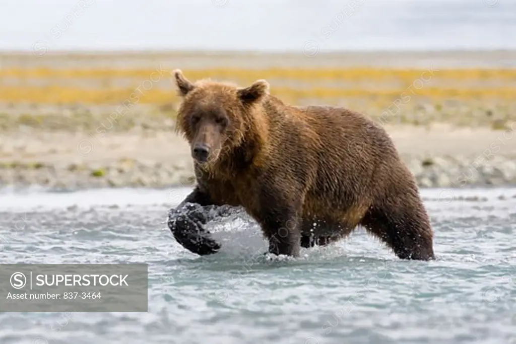 Grizzly bear (Ursus arctos horribilis) wading in a river