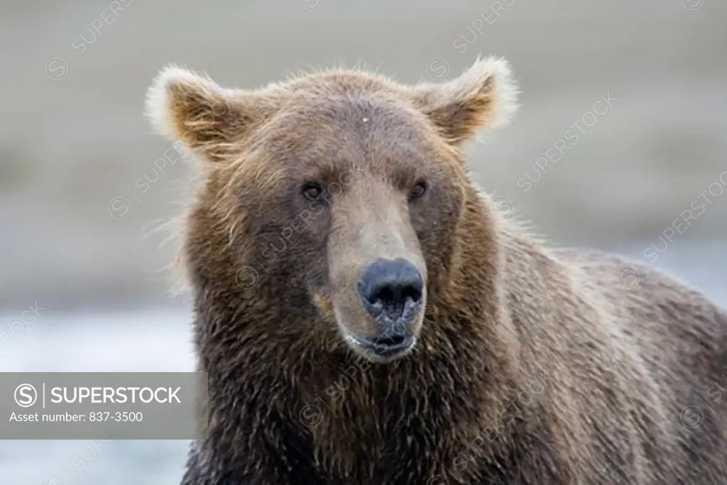 Close-up of a Grizzly bear (Ursus arctos horribilis)