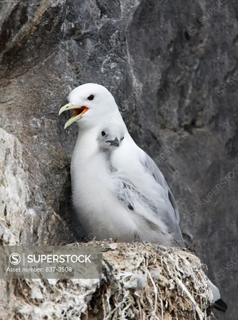 Black-Legged kittiwake (Rissa tridactyla) with its young one in nest