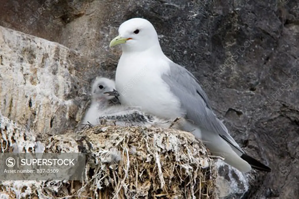 Black-Legged kittiwake (Rissa tridactyla) with its young one in nest