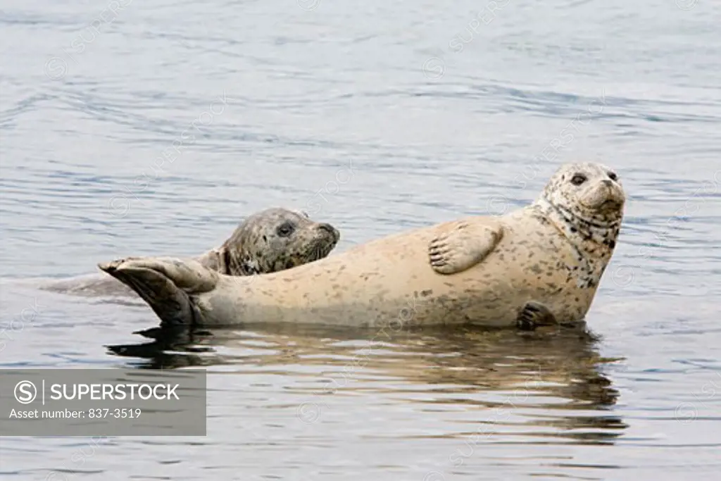 Two Harbor seals (Phoca vitulina) swimming in water