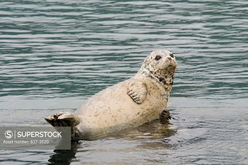 Harbor seal (Phoca vitulina) on the beach