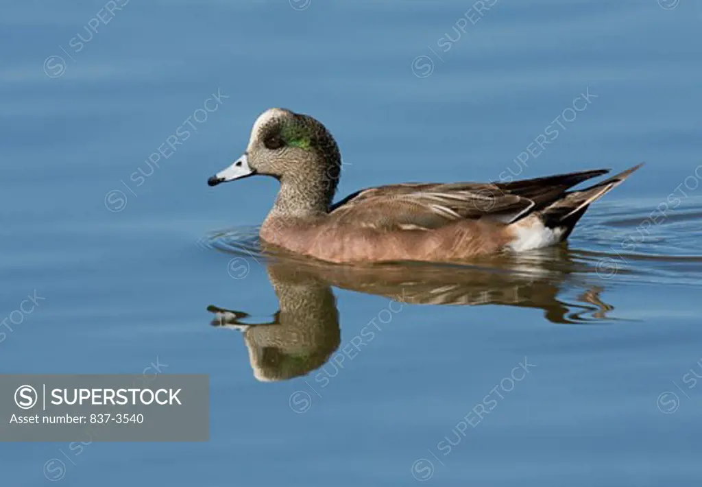 Male American wigeon (Anas americana) swimming in a pond