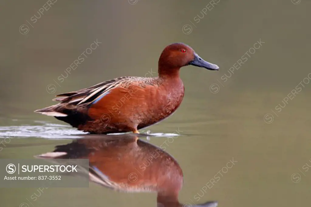 Male Cinnamon teal (Anas cyanoptera) wading in a pond