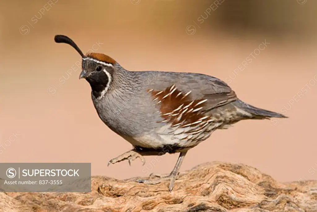 Gambel's quail (Callipepla gambelii) perching on a tree