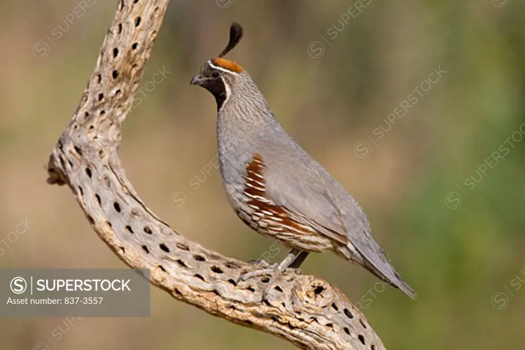 Gambel's quail (Callipepla gambelii) perching on a tree