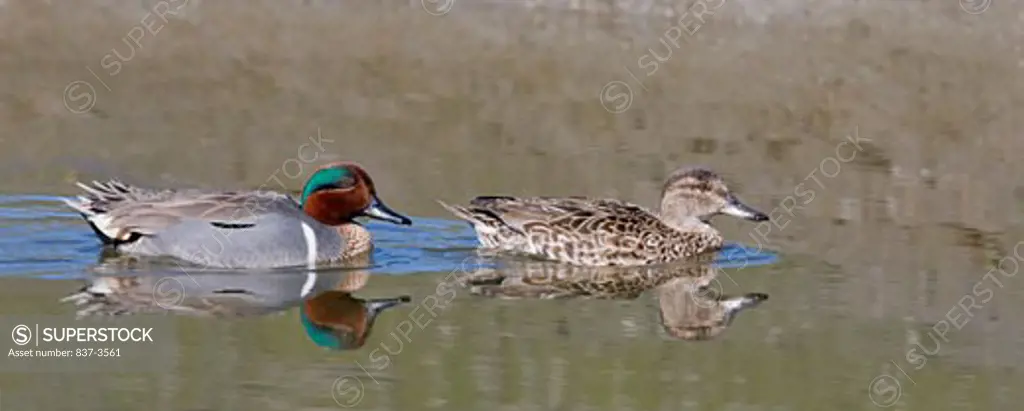 Green-Winged teal (Anas crecca) pair swimming in a pond