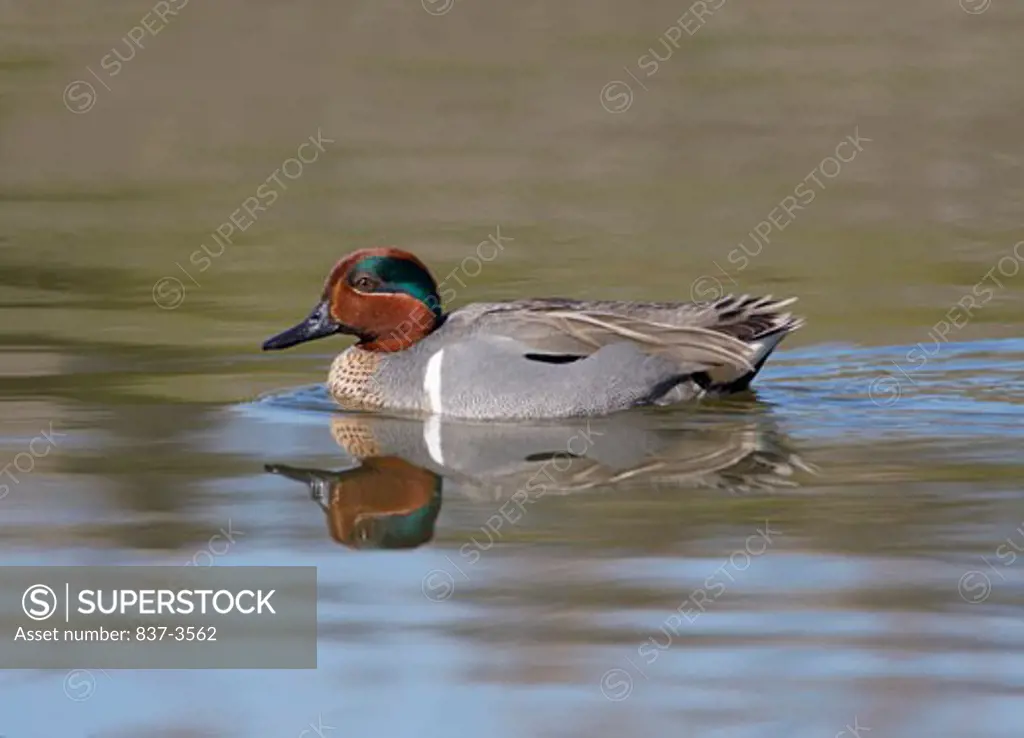Green-Winged teal (Anas crecca) swimming in a pond