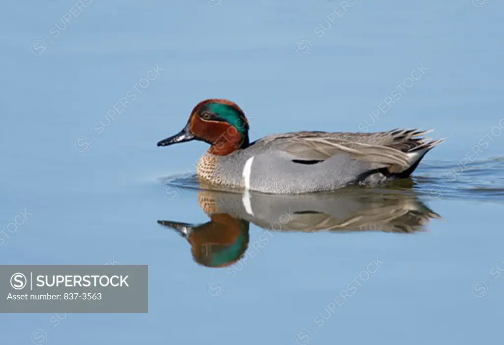 Green-Winged teal (Anas crecca) swimming in a pond