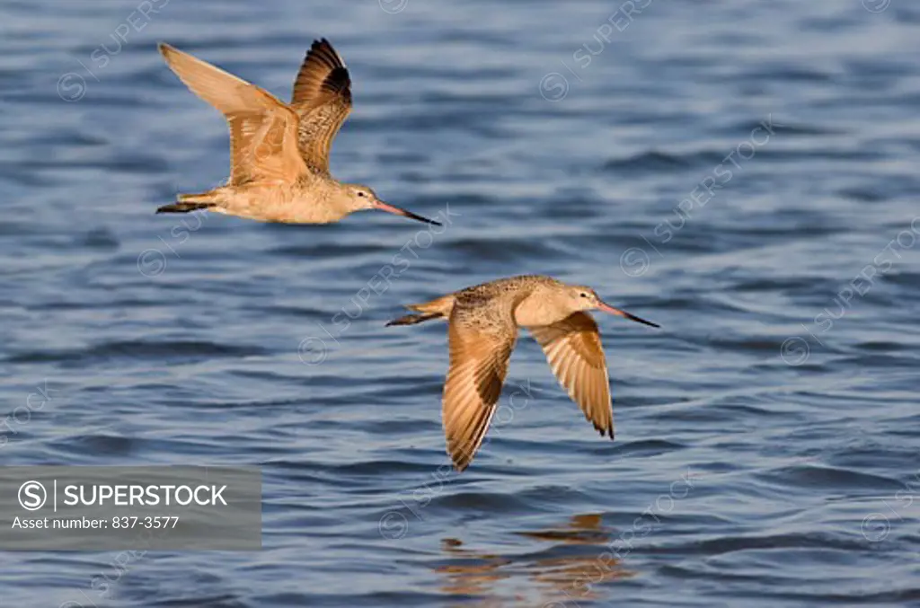 Pair of Marbled godwits (Limosa fedoa) flying over the sea