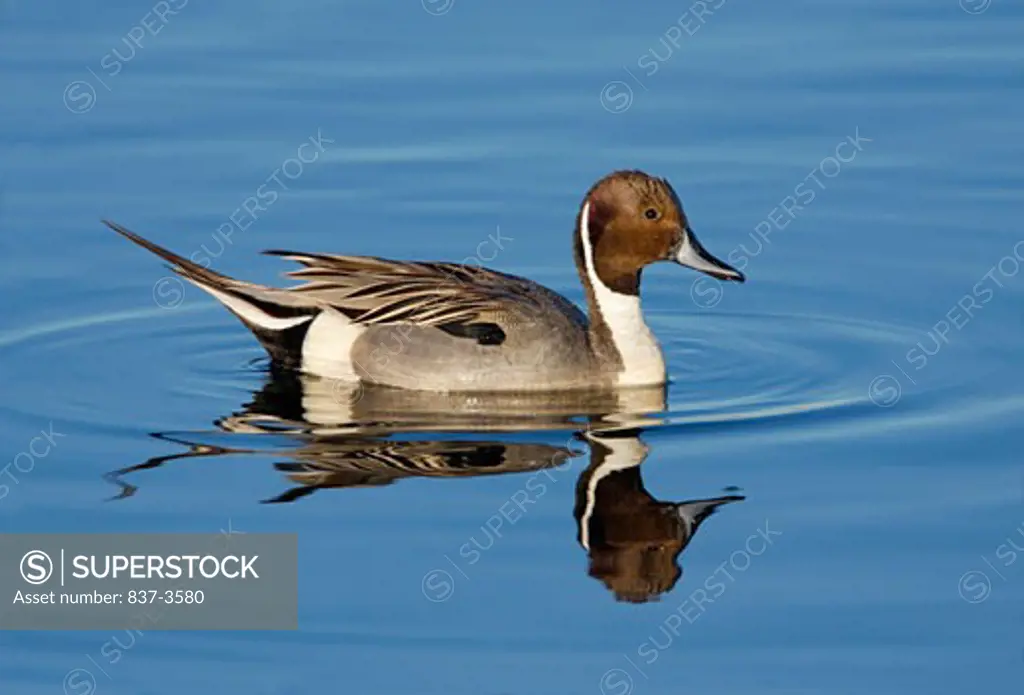 Pintail duck (Anas acuta) swimming in a pond