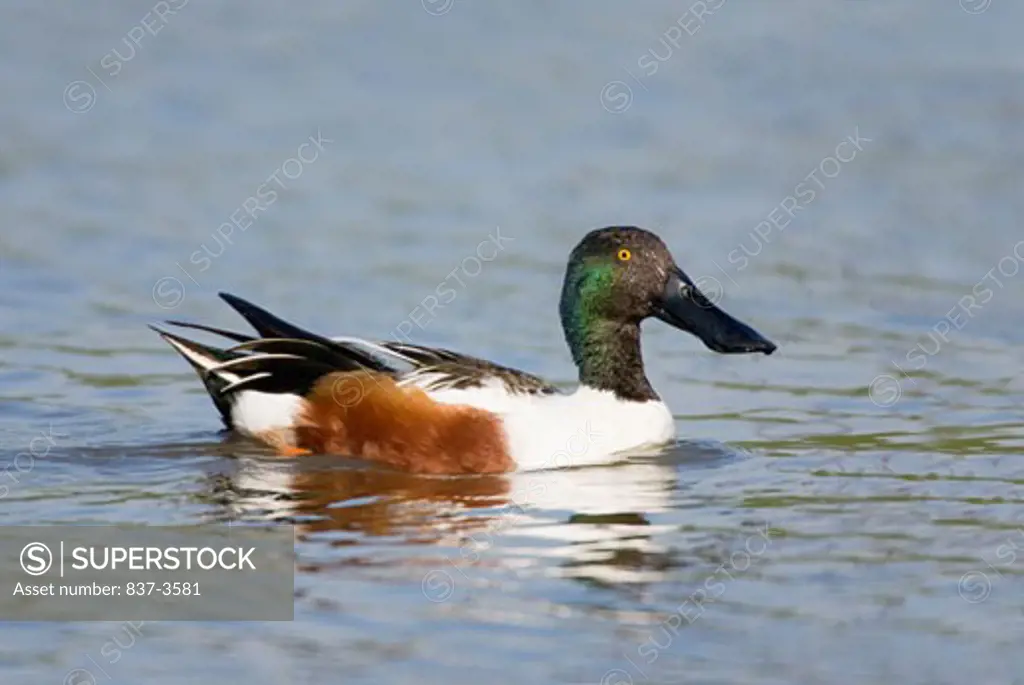 Northern shoveler (Anas clypeata) swimming in a pond