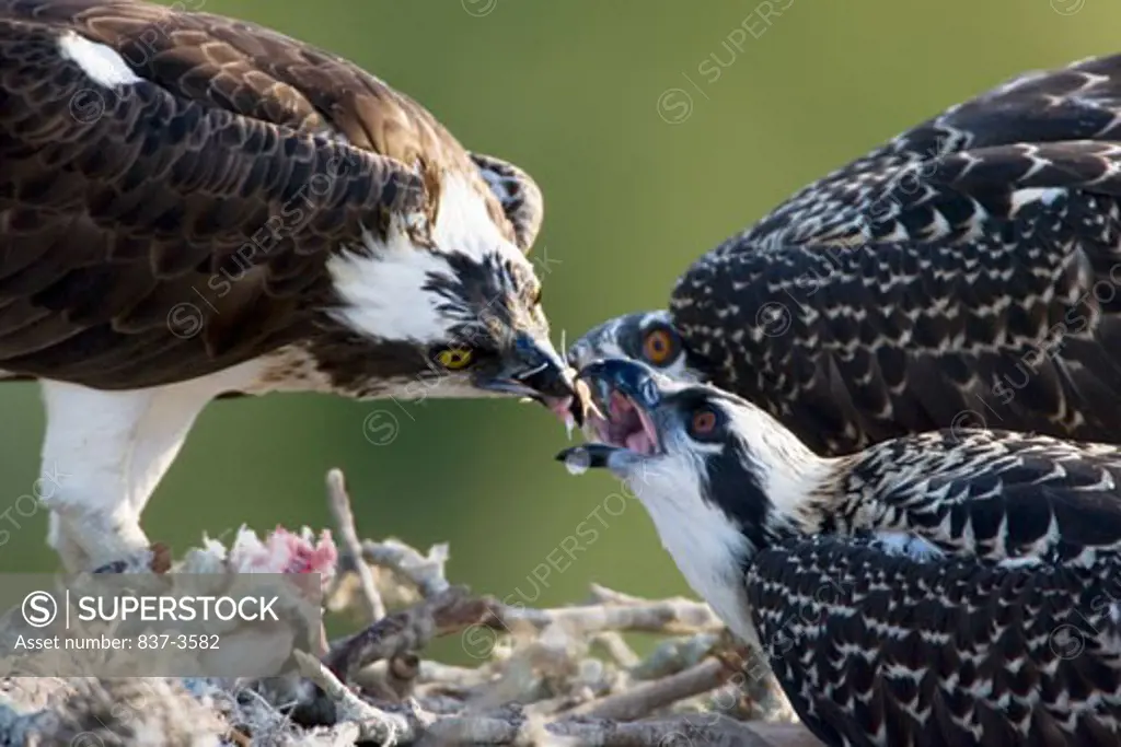 Osprey (Pandion haliaetus) feeding its young ones