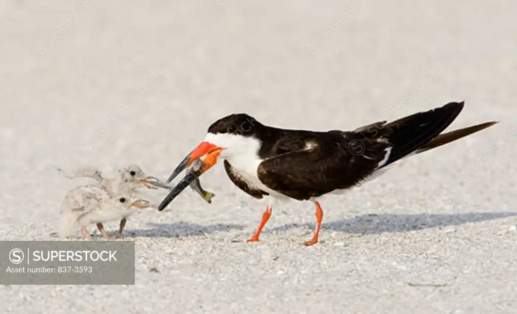 Black skimmer (Rynchops niger) feeding its chicks