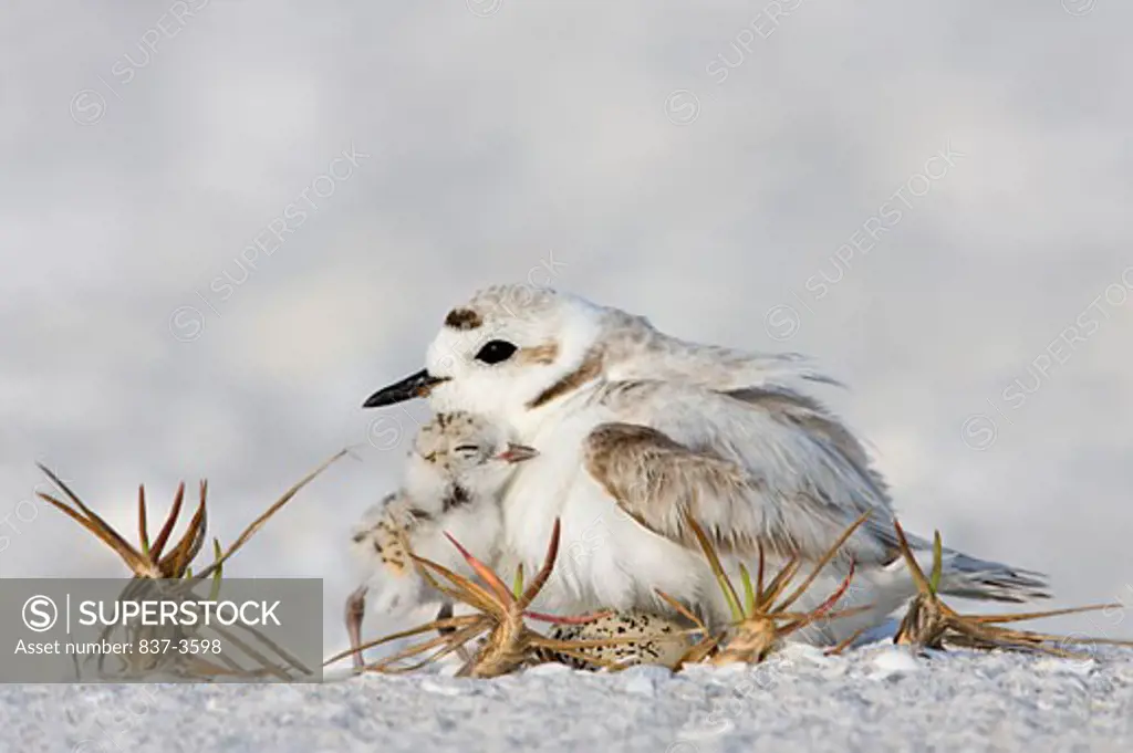 Kentish plover (Charadrius alexandrinus) with its young one and an unhatched egg on nest