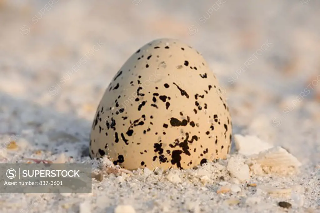 Kentish plover's (Charadrius alexandrinus) egg in sand