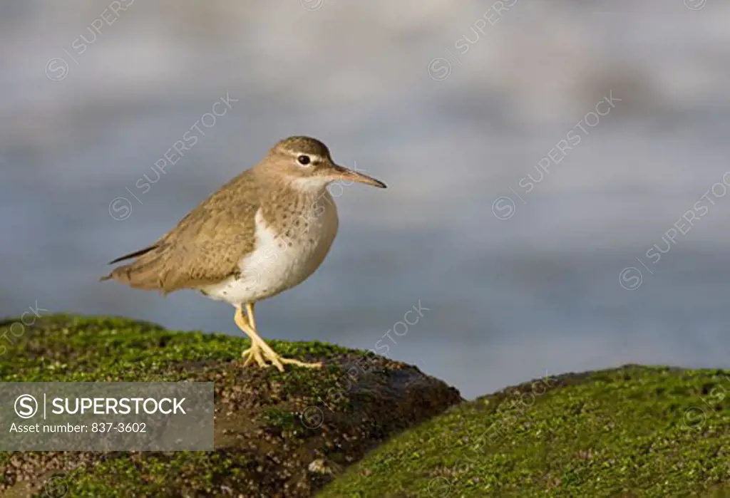 Spotted sandpiper (Actitis macularia) perching on a rock