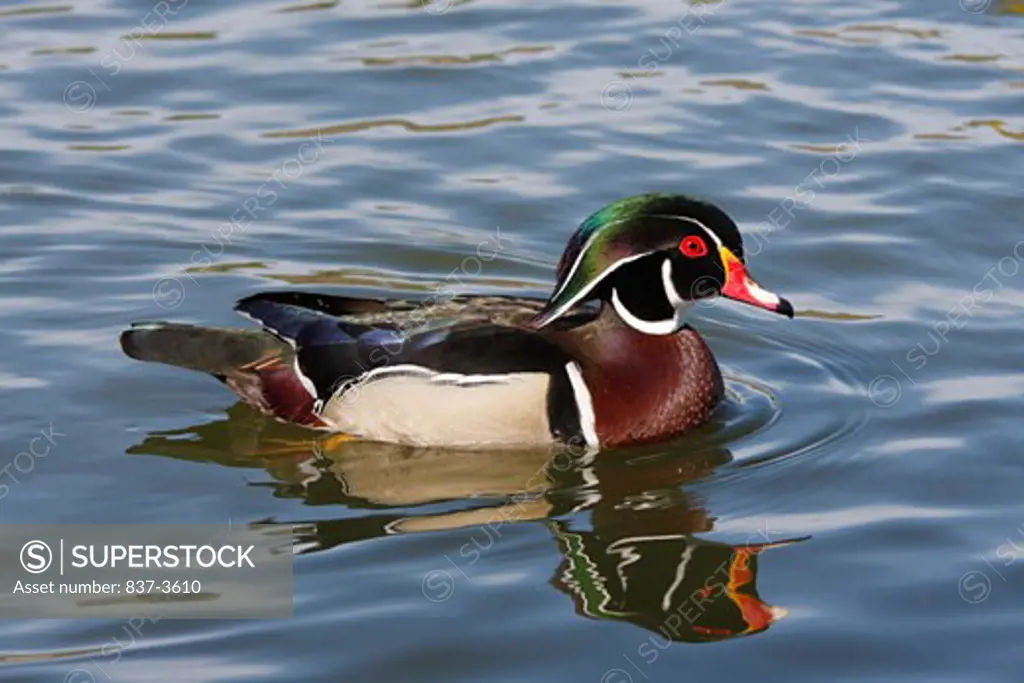 Male Wood duck (Aix sponsa) swimming in a pond