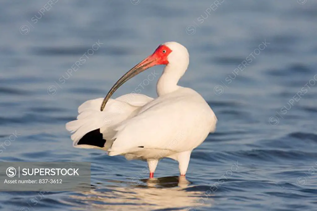 White ibis (Eudocimus albus) preening its wings