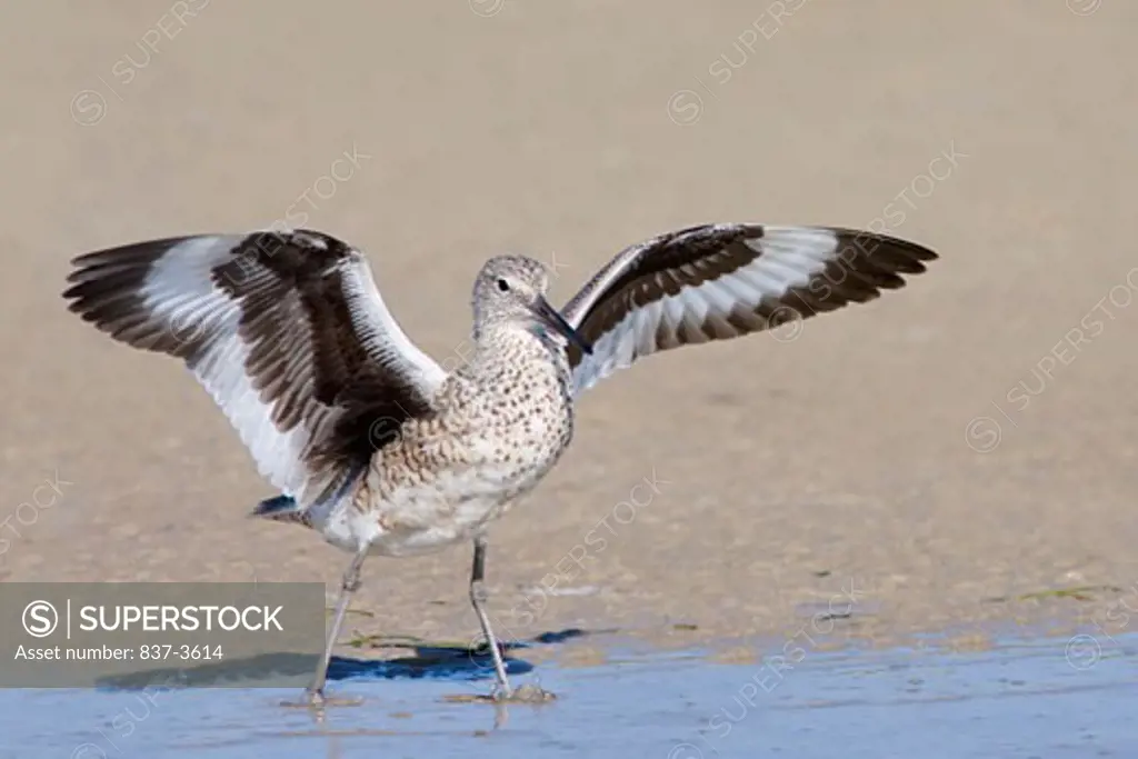 Willet (Catoptrophorus semipalmatus) flapping its wings