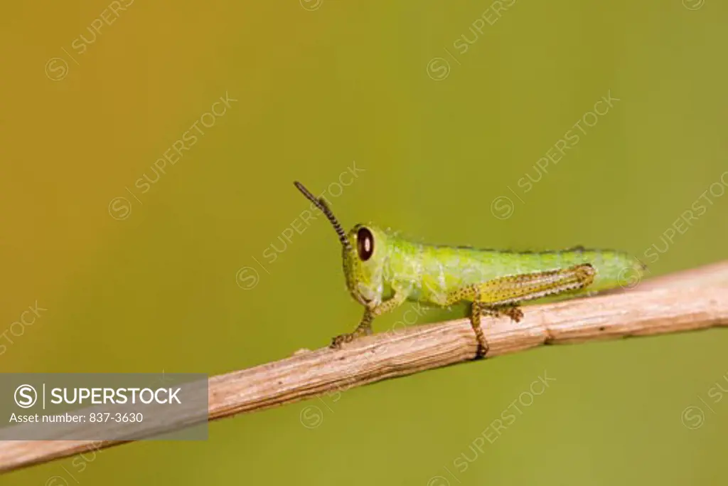 Close-up of Birdwing grasshopper (Schistocerca obscura)