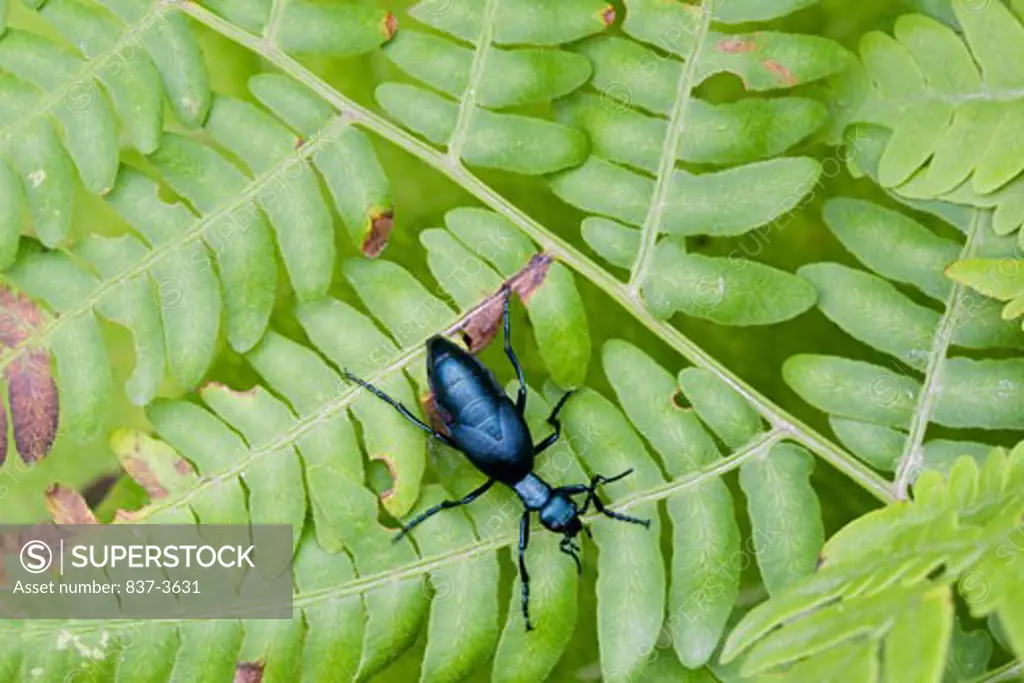 High angle view of a Blister beetle on leaves
