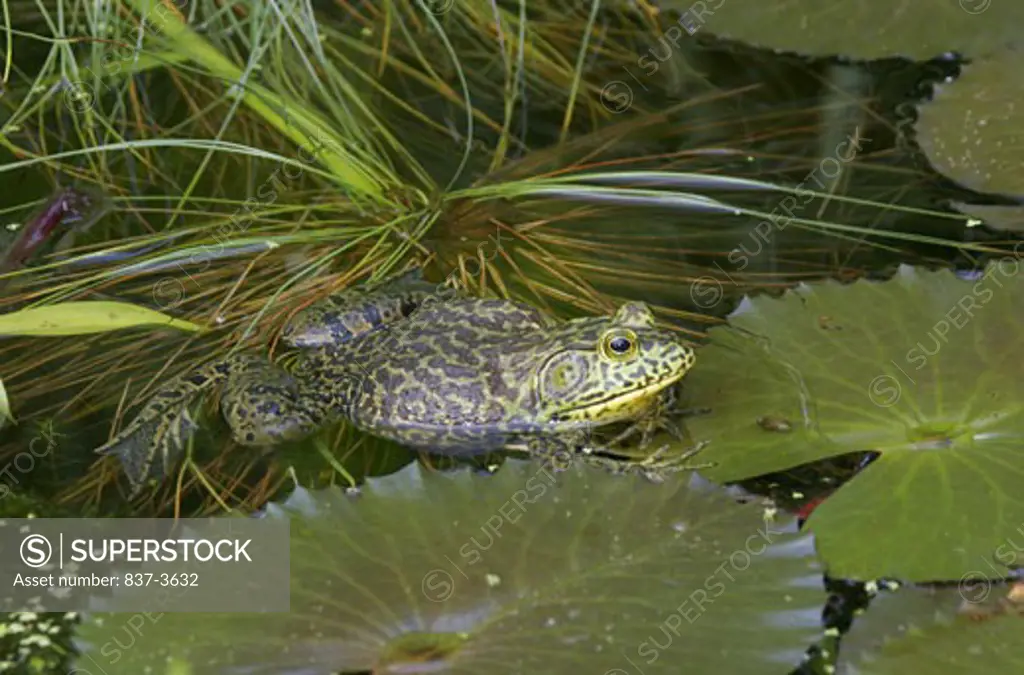 Bullfrog (Rana catesbiana) in a pond