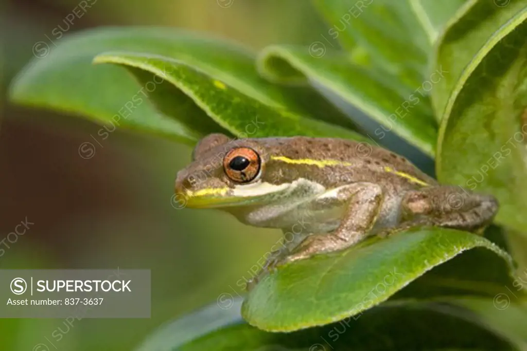 Close-up of a Cuban Tree Frog (Osteopilus septentrionalis)