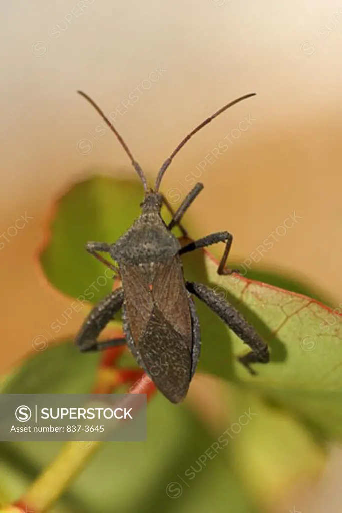Close-up of a Florida Leaf-Footed bug (Acanthocephala femorata)