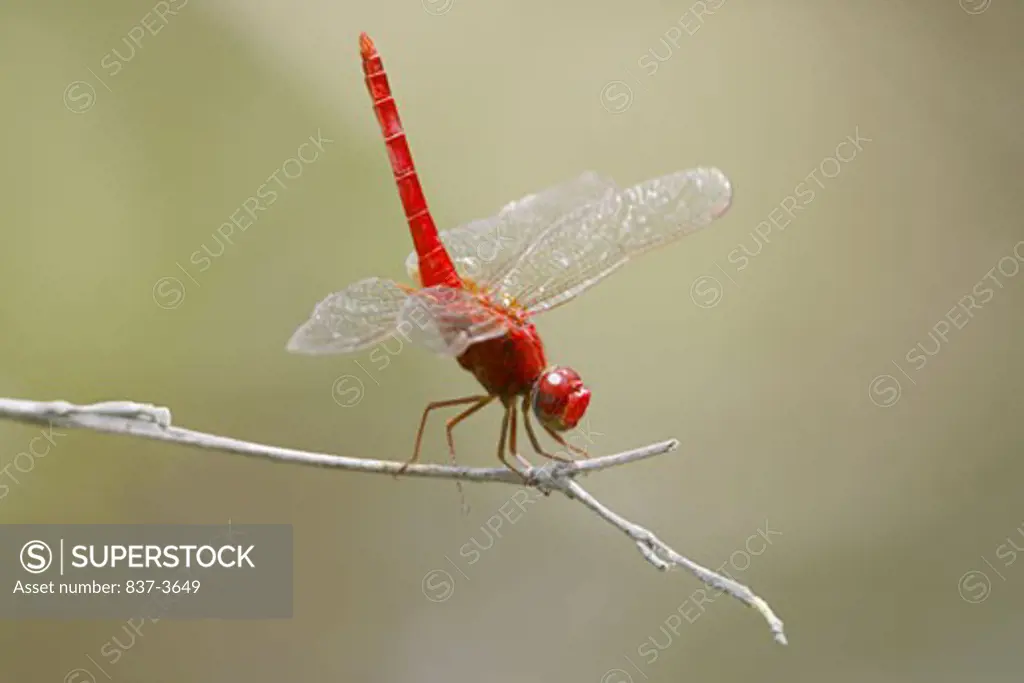 Close-up of a Scarlet Skimmer (Crocothemis servilia) dragonfly