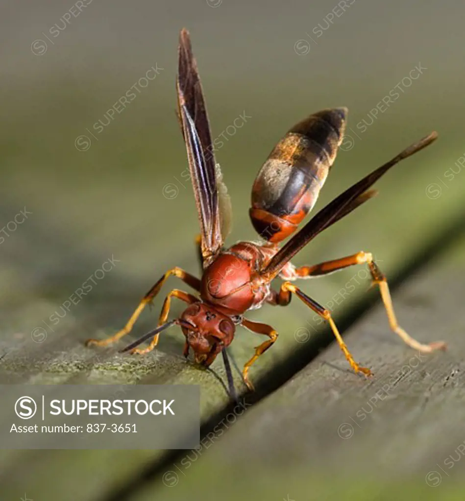 Close-up of a paper wasp (Polistes metricus)