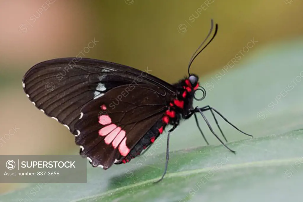 Close-up of an Emerald-Patched Cattleheart (Parides sesostris) butterfly