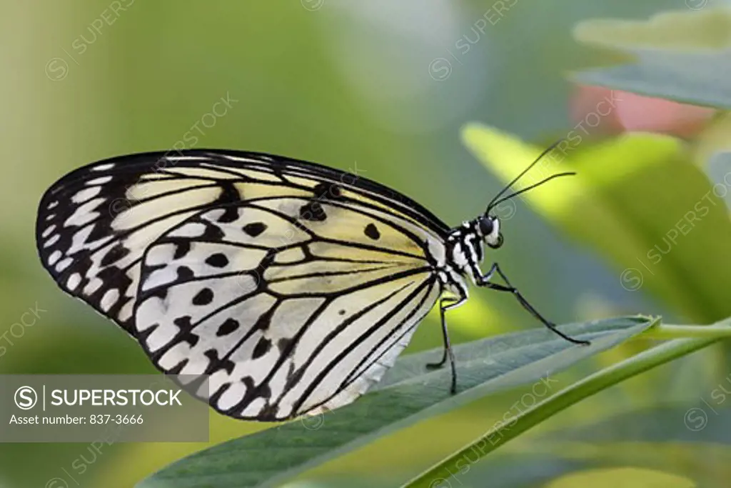 Close-up of a Paper Rice (Idea leuconoe) butterfly on leaves