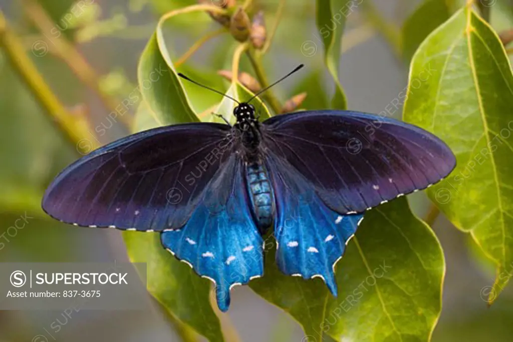 Close-up of a Pipevine Swallowtail (Battus philenor) butterfly