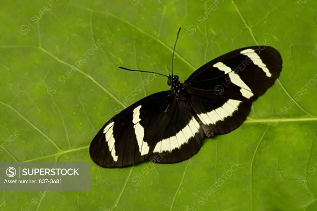 Close-up of a Heliconius Hewitsoni butterfly