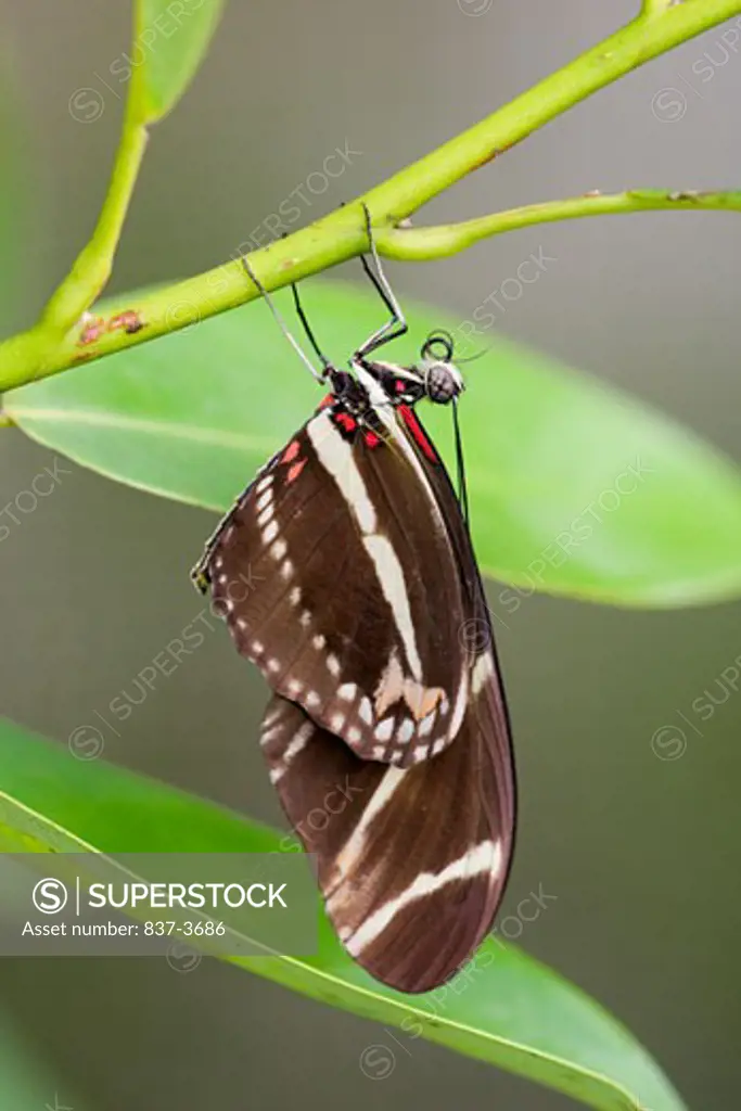 Close-up of a Zebra Swallowtail (Eurytides marcellus) butterfly