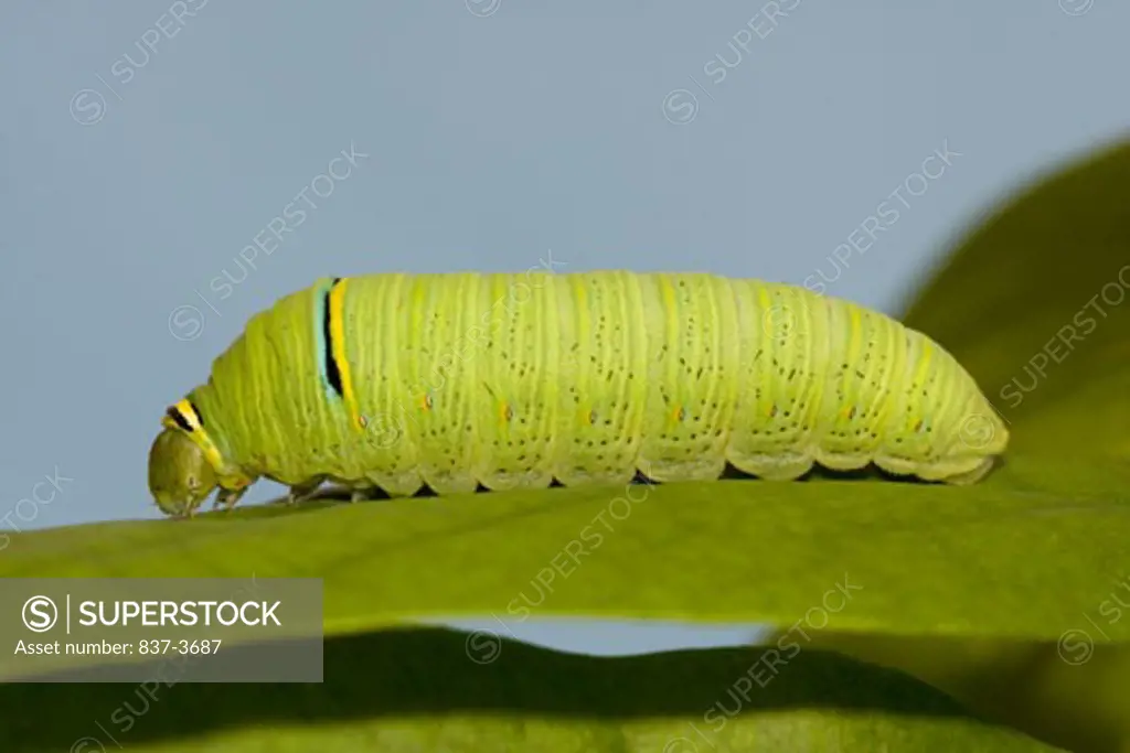 Close-up of a caterpillar of a Zebra Swallowtail butterfly (Eurytides marcellus)
