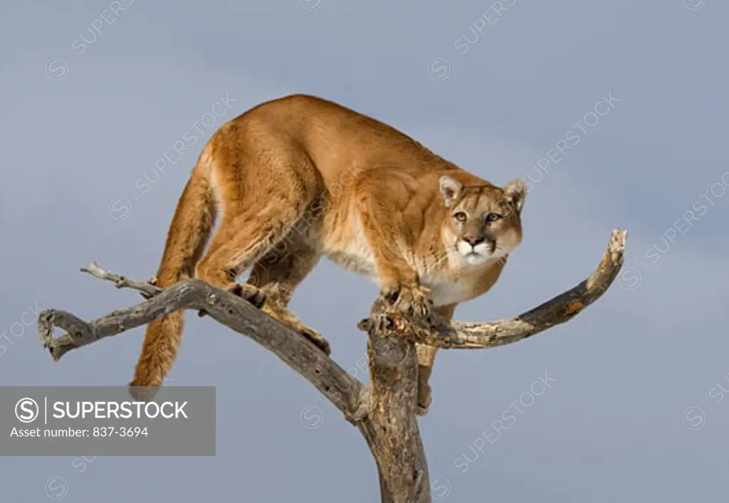 Mountain lion (Puma concolor) standing on a tree