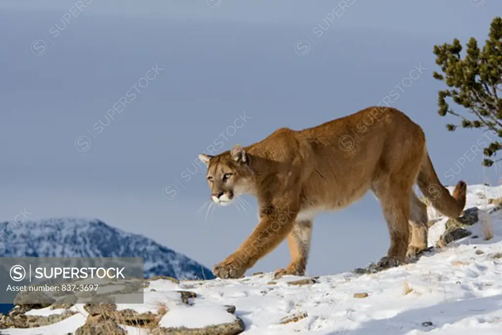 Mountain lion (Puma concolor) standing on a snow covered hill