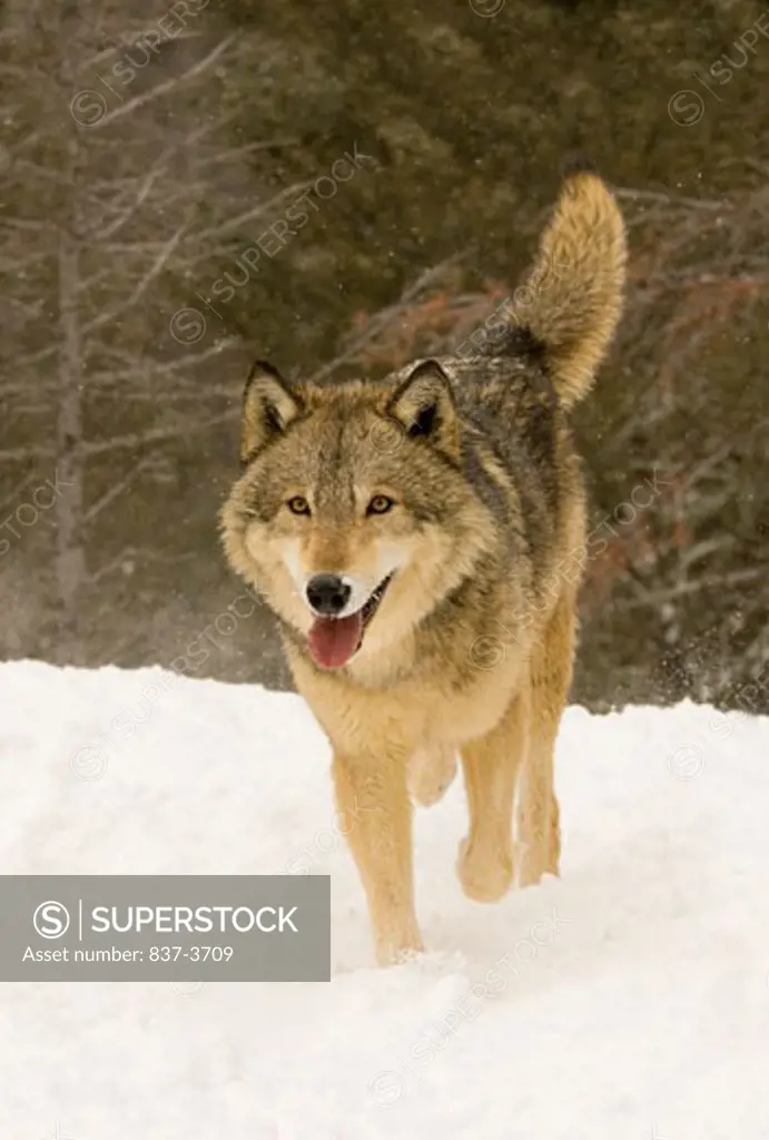 Gray wolf (Canis lupus) walking in snow covered field