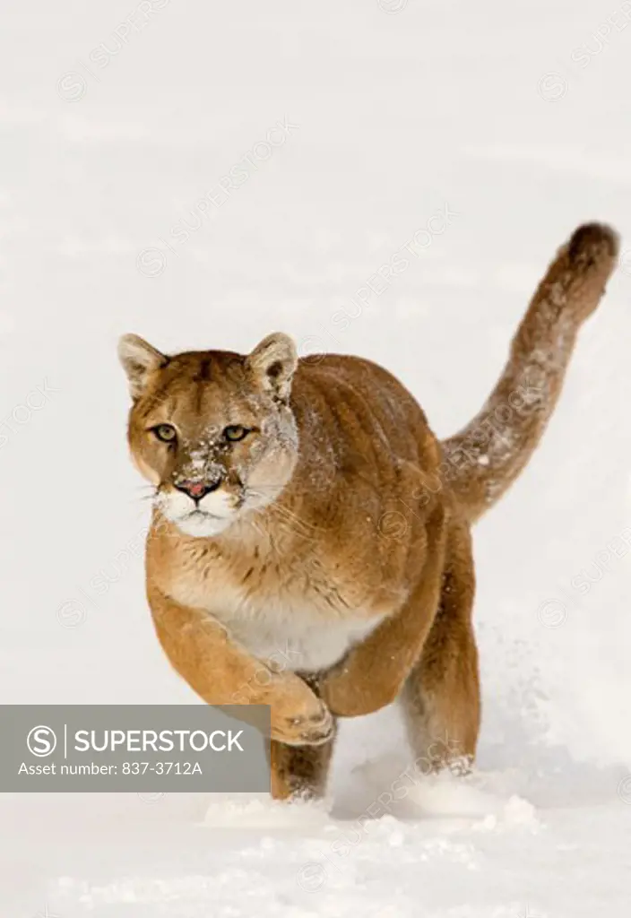 Mountain lion (Puma concolor) running in a snow covered field