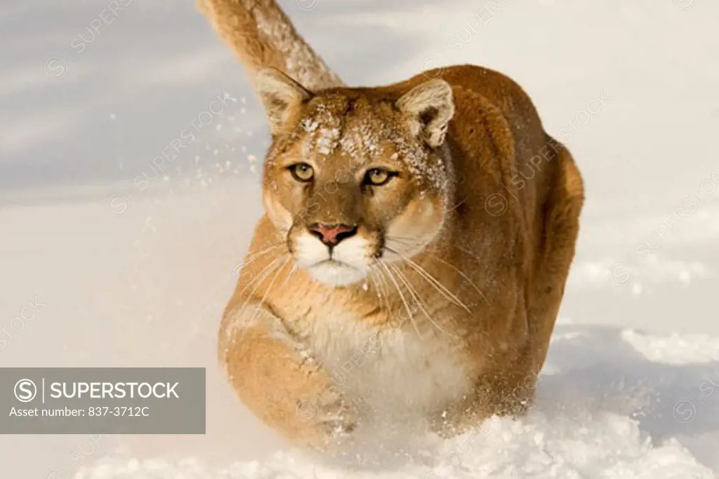 Mountain lion (Puma concolor) running in a snow covered field