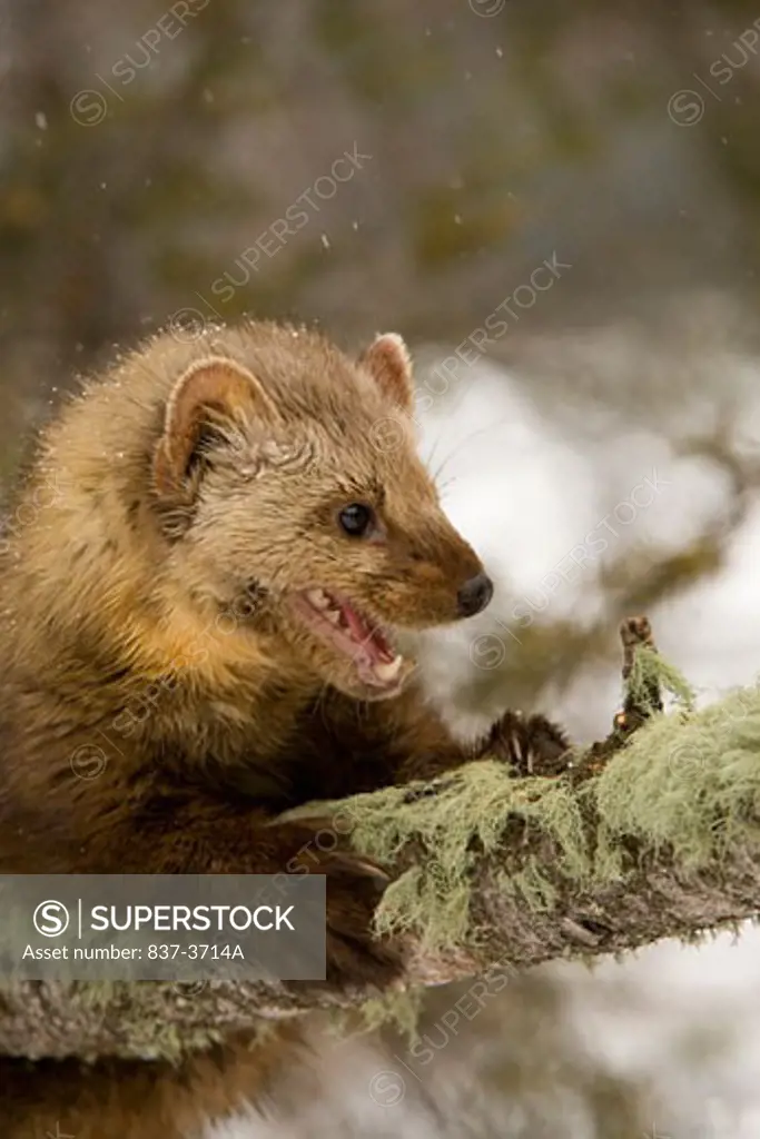 Close-up of a Pine marten (Martens americana) on a tree branch