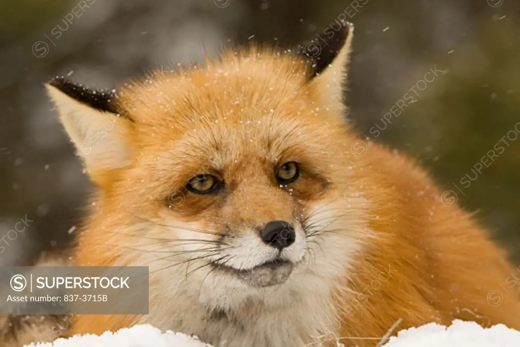 Close-up of a Red fox (Vulpes vulpes) in snow